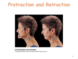 Protraction and Retraction
44
 
