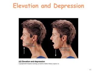 Elevation and Depression
45
 