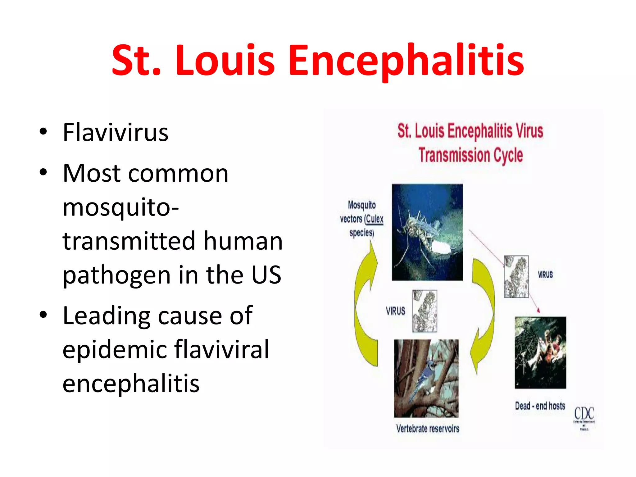 St. Louis Encephalitis
• Flavivirus
• Most common
  mosquito-
  transmitted human
  pathogen in the US
• Leading cause of
  epidemic flaviviral
  encephalitis
 