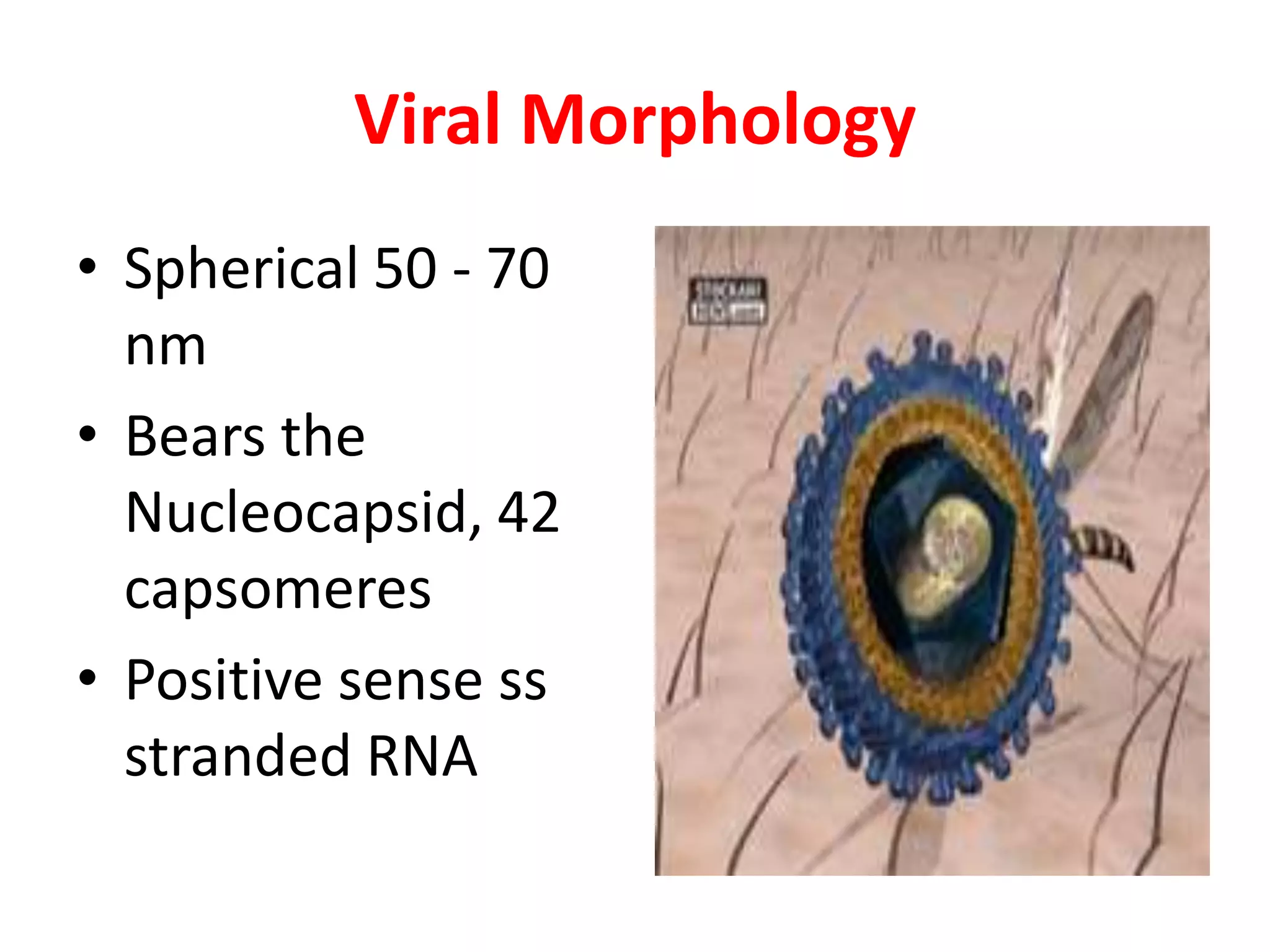 Viral Morphology
• Spherical 50 - 70
  nm
• Bears the
  Nucleocapsid, 42
  capsomeres
• Positive sense ss
  stranded RNA
 