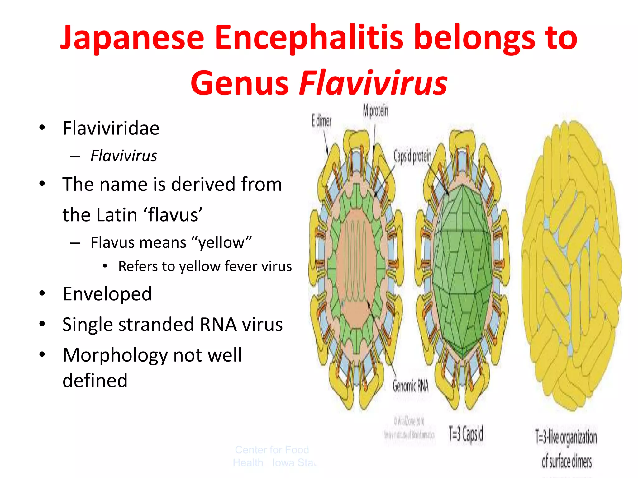 Japanese Encephalitis belongs to
         Genus Flavivirus
• Flaviviridae
   – Flavivirus
• The name is derived from
  the Latin ‘flavus’
   – Flavus means “yellow”
       • Refers to yellow fever virus
• Enveloped
• Single stranded RNA virus
• Morphology not well
  defined


                           Center for Food Security and Public
                           Health Iowa State University - 2007
 