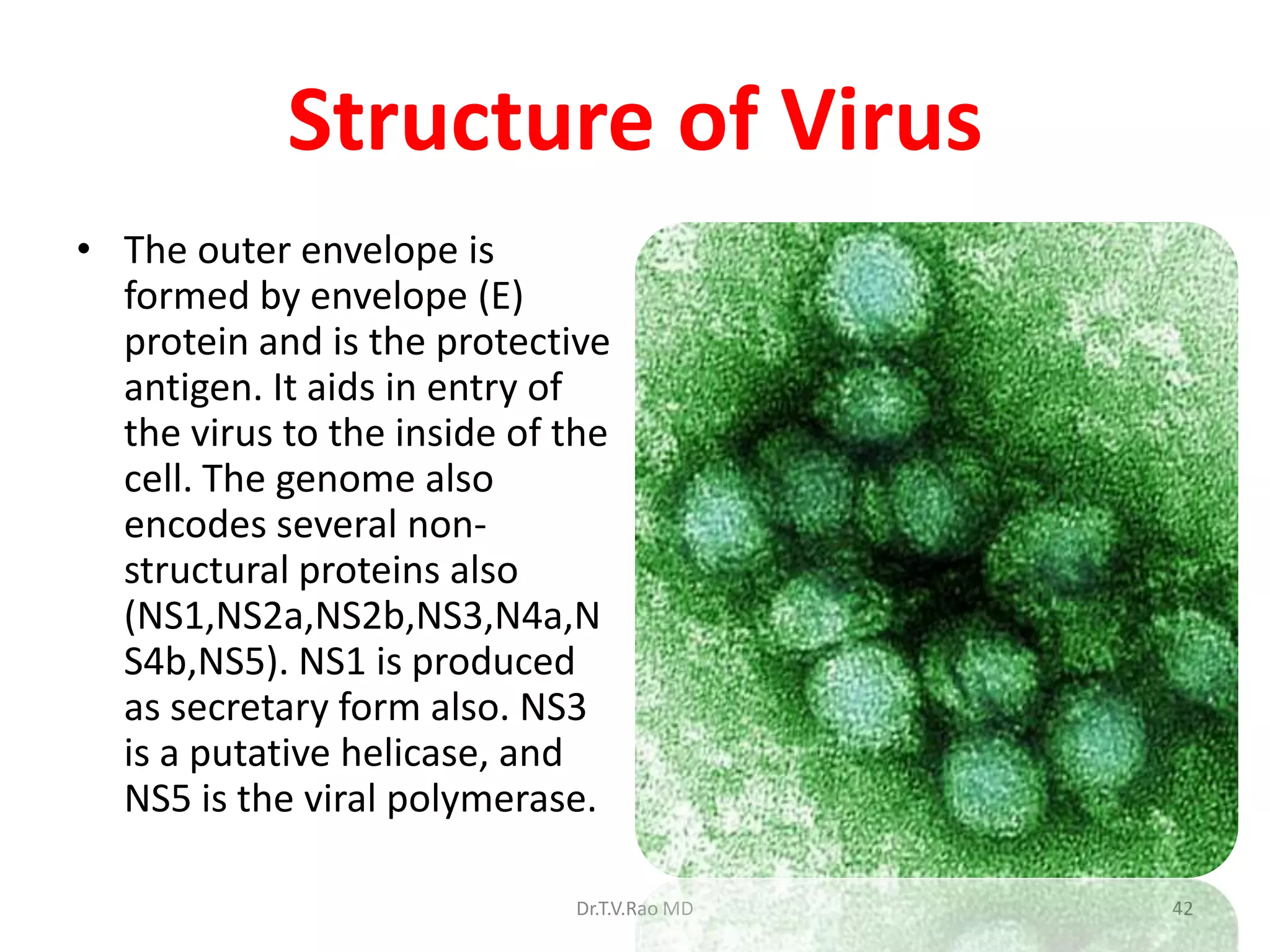 Structure of Virus
• The outer envelope is
  formed by envelope (E)
  protein and is the protective
  antigen. It aids in entry of
  the virus to the inside of the
  cell. The genome also
  encodes several non-
  structural proteins also
  (NS1,NS2a,NS2b,NS3,N4a,N
  S4b,NS5). NS1 is produced
  as secretary form also. NS3
  is a putative helicase, and
  NS5 is the viral polymerase.

                             Dr.T.V.Rao MD   42
 