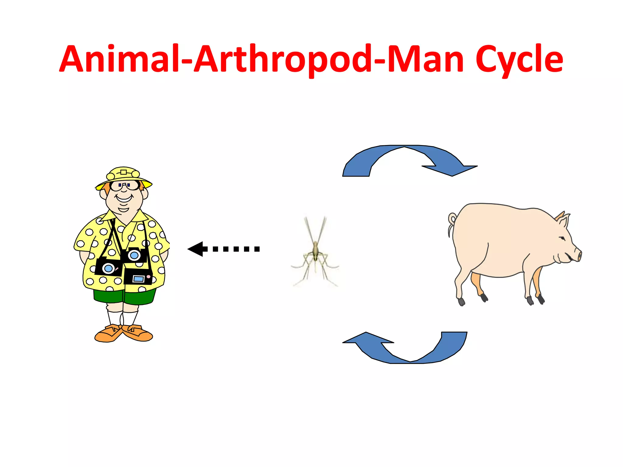 Animal-Arthropod-Man Cycle
 