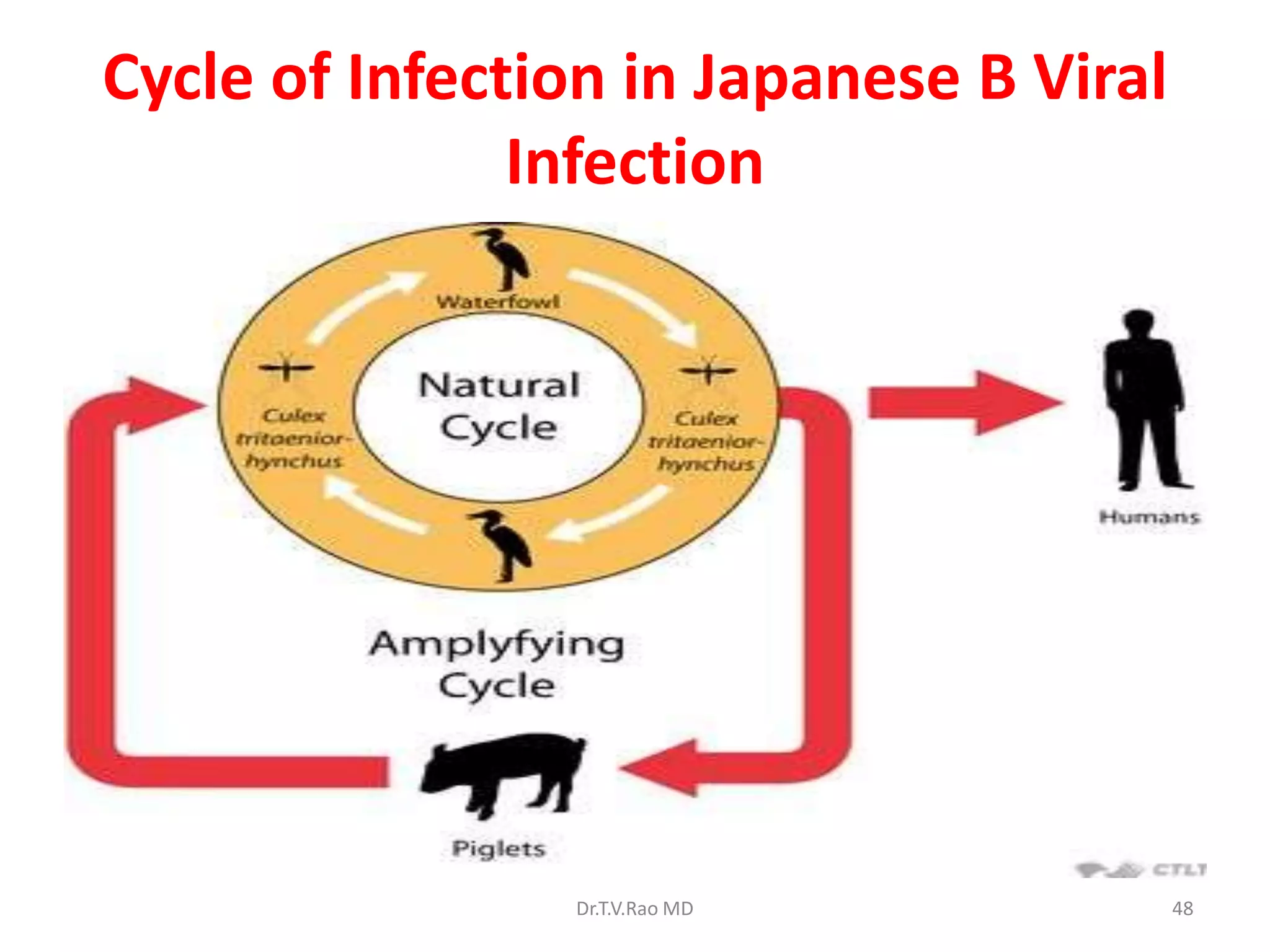 Cycle of Infection in Japanese B Viral
               Infection




                Dr.T.V.Rao MD            48
 