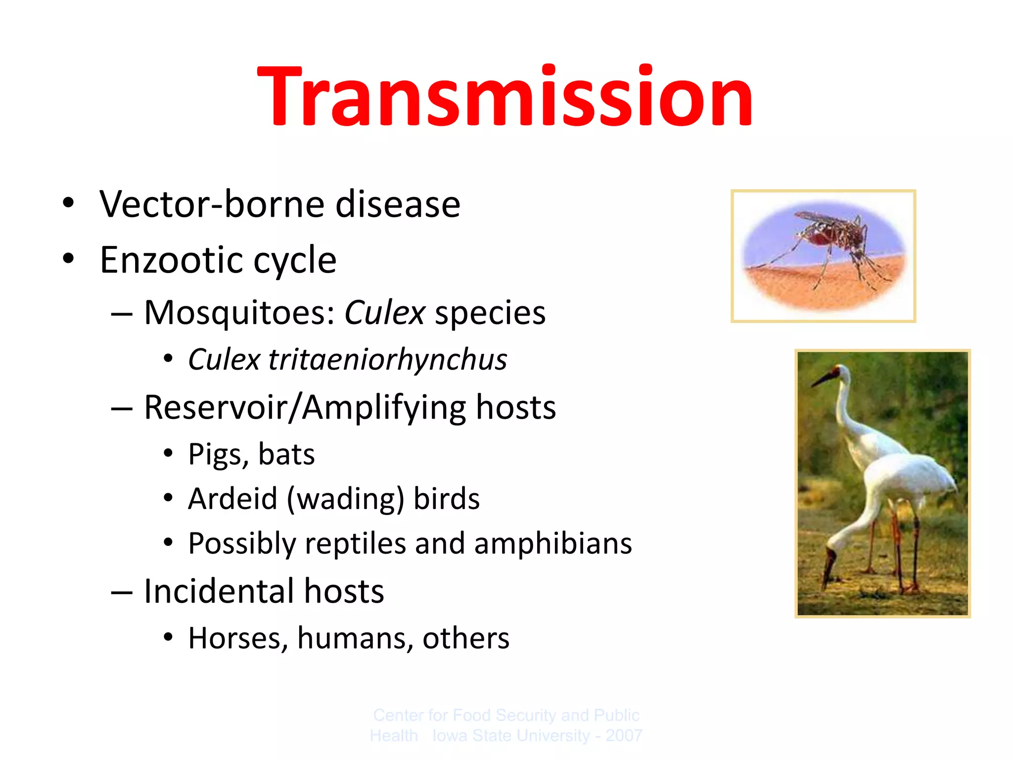 Transmission
• Vector-borne disease
• Enzootic cycle
  – Mosquitoes: Culex species
     • Culex tritaeniorhynchus
  – Reservoir/Amplifying hosts
     • Pigs, bats
     • Ardeid (wading) birds
     • Possibly reptiles and amphibians
  – Incidental hosts
     • Horses, humans, others

                   Center for Food Security and Public
                   Health Iowa State University - 2007
 