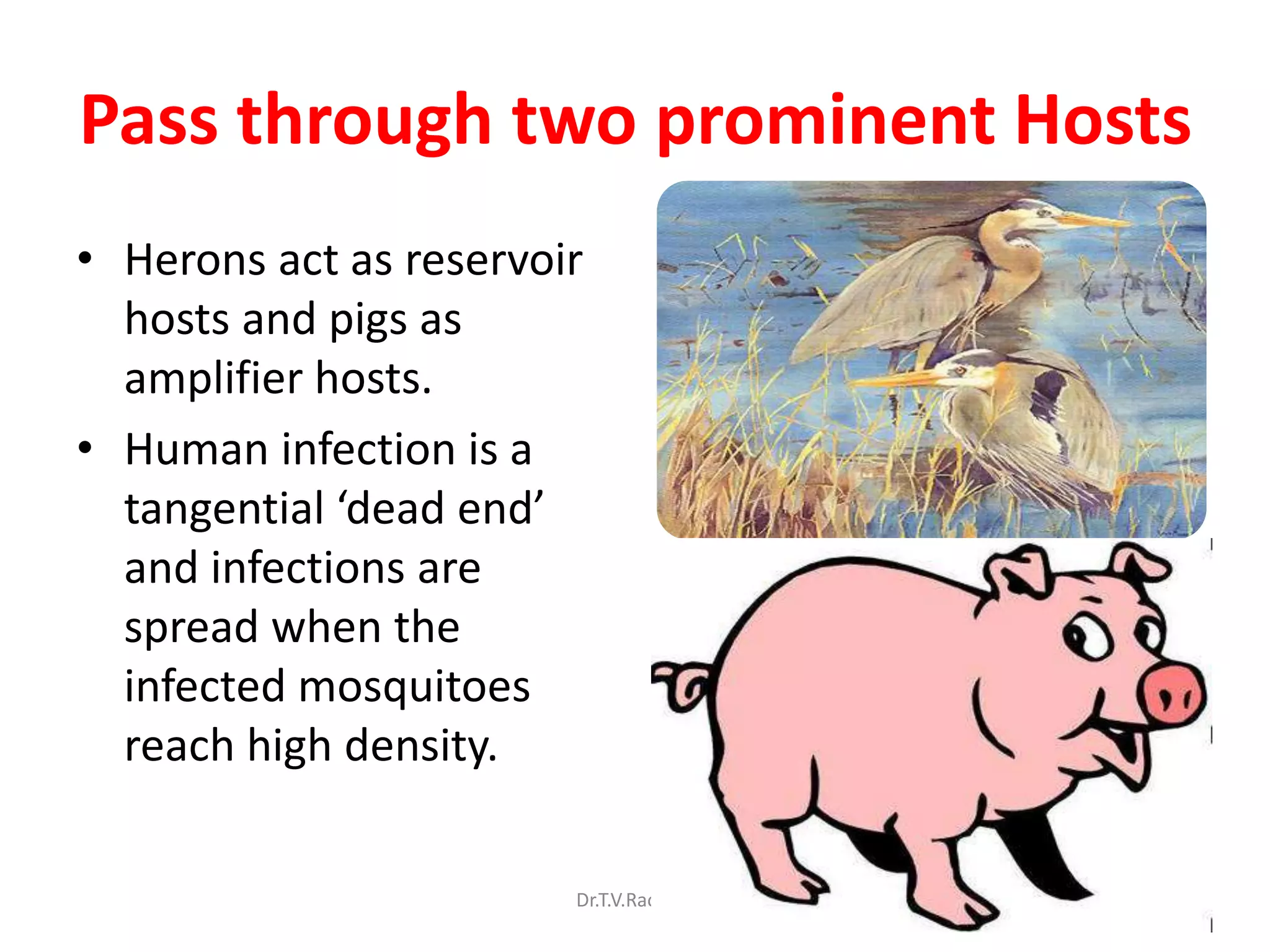 Pass through two prominent Hosts
• Herons act as reservoir
  hosts and pigs as
  amplifier hosts.
• Human infection is a
  tangential ‘dead end’
  and infections are
  spread when the
  infected mosquitoes
  reach high density.

                        Dr.T.V.Rao MD   55
 