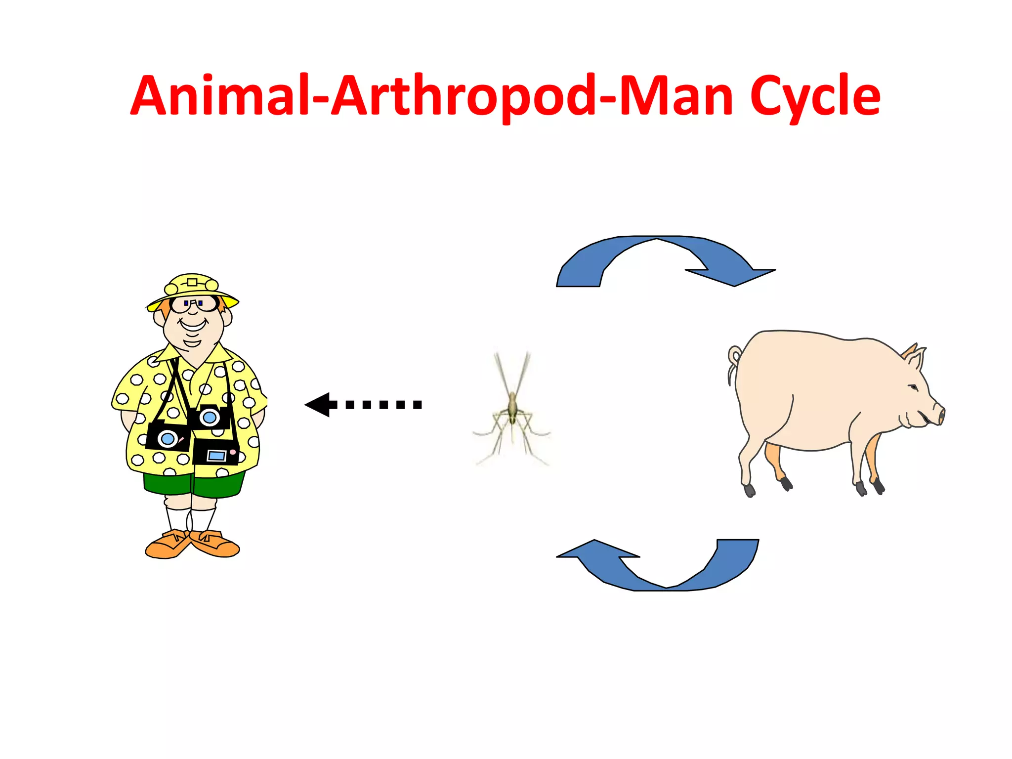 Animal-Arthropod-Man Cycle
 