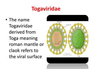 Togaviridae
• The name
  Togaviridae
  derived from
  Toga meaning
  roman mantle or
  claok refers to
  the viral surface
 