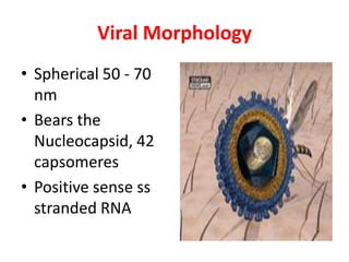Viral Morphology
• Spherical 50 - 70
  nm
• Bears the
  Nucleocapsid, 42
  capsomeres
• Positive sense ss
  stranded RNA
 