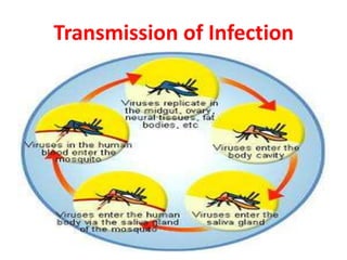 Transmission of Infection
 