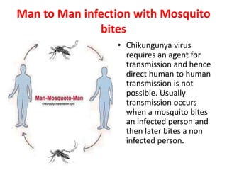 Man to Man infection with Mosquito
              bites
                 • Chikungunya virus
                   requires an agent for
                   transmission and hence
                   direct human to human
                   transmission is not
                   possible. Usually
                   transmission occurs
                   when a mosquito bites
                   an infected person and
                   then later bites a non
                   infected person.
 
