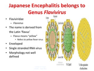 Japanese Encephalitis belongs to
         Genus Flavivirus
• Flaviviridae
   – Flavivirus
• The name is derived from
  the Latin ‘flavus’
   – Flavus means “yellow”
       • Refers to yellow fever virus
• Enveloped
• Single stranded RNA virus
• Morphology not well
  defined


                           Center for Food Security and Public
                           Health Iowa State University - 2007
 