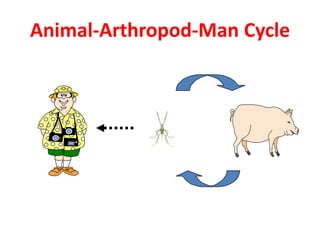 Animal-Arthropod-Man Cycle
 