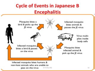 Cycle of Events in Japanese B
         Encephalitis




            Dr.T.V.Rao MD       54
 