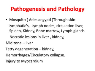 Pathogenesis and Pathology
• Mosquito ( Ades aegypti )Through skin-
  Lymphatic's, Lymph nodes, circulation liver,
  Spleen, Kidney, Bone marrow, Lymph glands.
   Necrotic lesions in liver , kidney,
Mid zone – liver
Fatty degeneration – kidney,
Hemorrhages/Circulatory collapse.
Injury to Myocardium
 