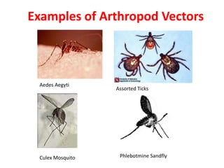 Examples of Arthropod Vectors



 Aedes Aegyti
                  Assorted Ticks




 Culex Mosquito    Phlebotmine Sandfly
 