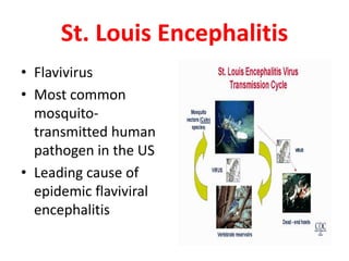 St. Louis Encephalitis
• Flavivirus
• Most common
  mosquito-
  transmitted human
  pathogen in the US
• Leading cause of
  epidemic flaviviral
  encephalitis
 