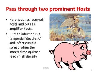 Pass through two prominent Hosts
• Herons act as reservoir
  hosts and pigs as
  amplifier hosts.
• Human infection is a
  tangential ‘dead end’
  and infections are
  spread when the
  infected mosquitoes
  reach high density.

                        Dr.T.V.Rao MD   55
 