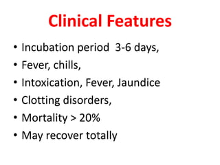 Clinical Features
•   Incubation period 3-6 days,
•   Fever, chills,
•   Intoxication, Fever, Jaundice
•   Clotting disorders,
•   Mortality > 20%
•   May recover totally
 