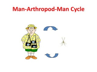 Man-Arthropod-Man Cycle
 