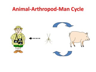 Animal-Arthropod-Man Cycle
 