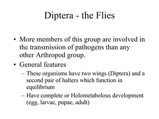 Halter Function Arthropod Part 2 | PPT