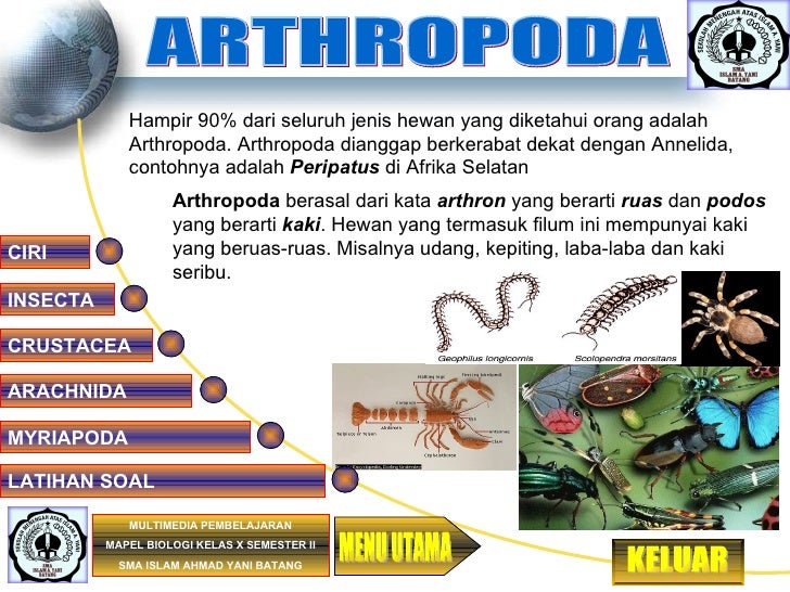 Arthropoda