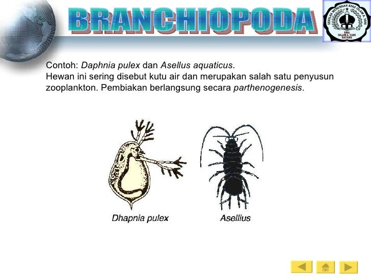 Arthropoda