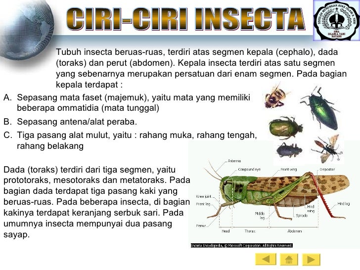 Arthropoda