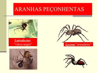 ARANHAS PEÇONHENTAS Lycosa :”armadeira” Latrodectus : “ viúva negra” 