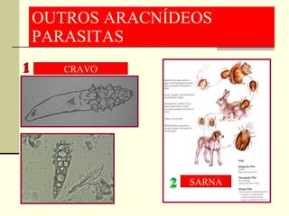 OUTROS ARACNÍDEOS  PARASITAS CRAVO SARNA 