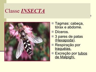 Classe  INSECTA Tagmas: cabeça, tórax e abdome. Díceros. 3 pares de patas ( Hexapoda ). Respiração por  traquéias. Excreção por  tubos de Malpighi. 