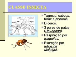 CLASSE  INSECTA Tagmas: cabeça, tórax e abdome. Díceros. 3 pares de patas ( Hexapoda ) . Respiração por  traquéias. Excreção por  tubos de Malpighi. 