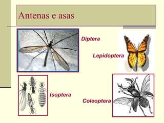 Antenas e asas Diptera Lepidoptera Isoptera Coleoptera 