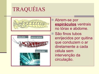 TRAQUÉIAS Abrem-se por  espiráculos  ventrais no tórax e abdome. São finos tubos enrijecidos por quitina que conduzem o ar diretamente a cada célula sem intervenção da circulação. 