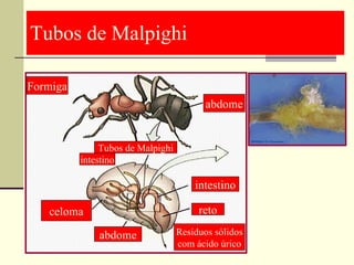 Tubos de Malpighi Resíduos sólidos com ácido úrico abdome celoma reto intestino intestino Tubos de Malpighi abdome Formiga 