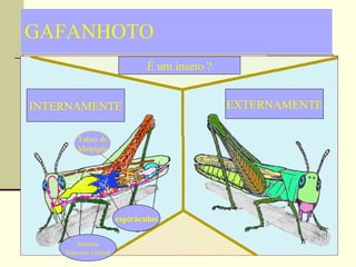 GAFANHOTO INTERNAMENTE EXTERNAMENTE espiráculos Sistema Nervoso ventral É um inseto ? Tubos de Malpighi                                                                                             