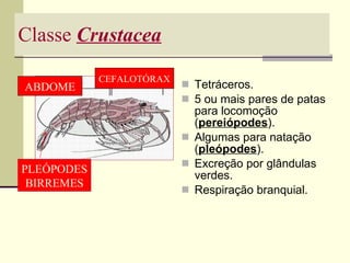 Classe  Crustacea Tetráceros. 5 ou mais pares de patas para locomoção ( pereiópodes ). Algumas para natação ( pleópodes ). Excreção por glândulas verdes. Respiração branquial. ABDOME CEFALOTÓRAX PLEÓPODES BIRREMES 