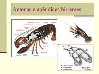 Antenas e apêndices birremes 