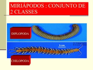 MIRIÁPODOS : CONJUNTO DE 2 CLASSES DIPLOPODA CHILOPODA 