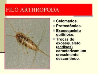 FILO  ARTHROPODA Celomados. Protostômios. Exoesqueleto quitinoso. Trocas do exoesqueleto ( ecdises)  caracterizam um crescimento descontínuo . 