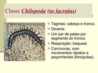 Classe  Chilopoda  ( as lacraias )   Tagmas: cabeça e tronco. Díceros. Um par de patas por segmento do tronco. Respiração: traqueal. Carnívoras, com movimentos rápidos e peçonhentas (forcípulas). 