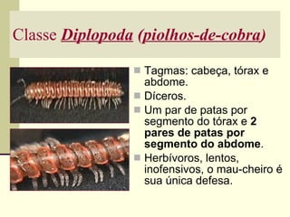 Classe  Diplopoda  ( piolhos-de-cobra ) Tagmas: cabeça, tórax e abdome. Díceros. Um par de patas por segmento do tórax e  2 pares de patas por segmento do abdome . Herbívoros, lentos, inofensivos, o mau-cheiro é sua única defesa. 