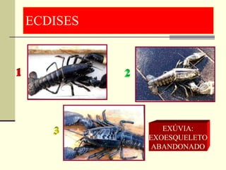 ECDISES EXÚVIA: EXOESQUELETO ABANDONADO 