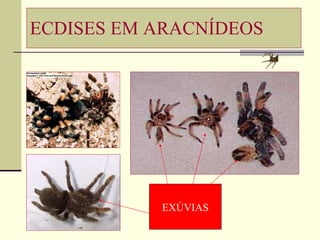 ECDISES EM ARACNÍDEOS EXÚVIAS 