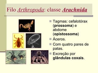 Filo  Arthropoda : classe  Arachnida Tagmas: cefalotórax ( prossoma ) e abdome ( opistossoma ) Áceros. Com quatro pares de patas. Excreção por  glândulas coxais . 