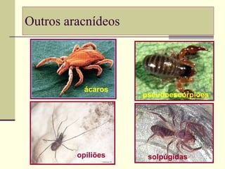 Outros aracnídeos ácaros pseudoescorpiões opiliões solpúgidas 