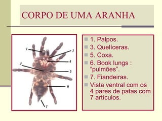 CORPO DE UMA ARANHA 1. Palpos. 3. Quelíceras. 5. Coxa. 6. Book lungs : “pulmões”. 7. Fiandeiras. Vista ventral com os 4 pares de patas com 7 artículos. 