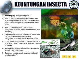 Contoh Insecta Arthropoda | PPT