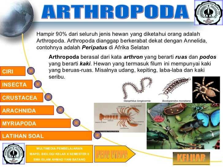 32+ Jenis hewan arthropoda information